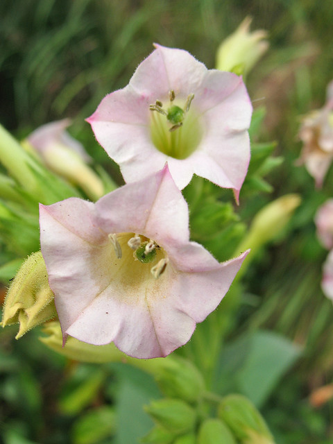 Nicotiana Tabacum